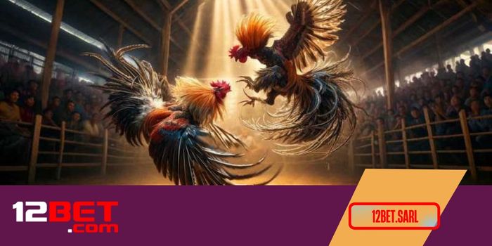 Các kiểu cược đỉnh cao khi chơi đá gà tại nhà cái 12Bet