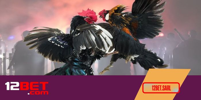 Đá gà 12Bet – nơi hội tụ những gà chiến dai sức