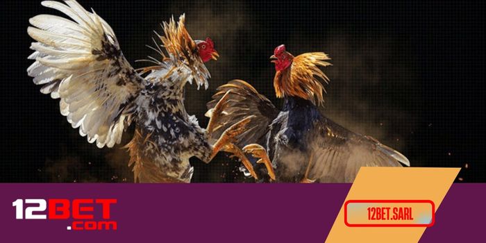 Vì sao nên chọn cá cược đá gà ở 12Bet?